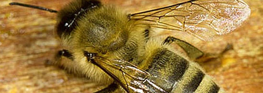 Pszczelarstwo i siatki przeciw owadom